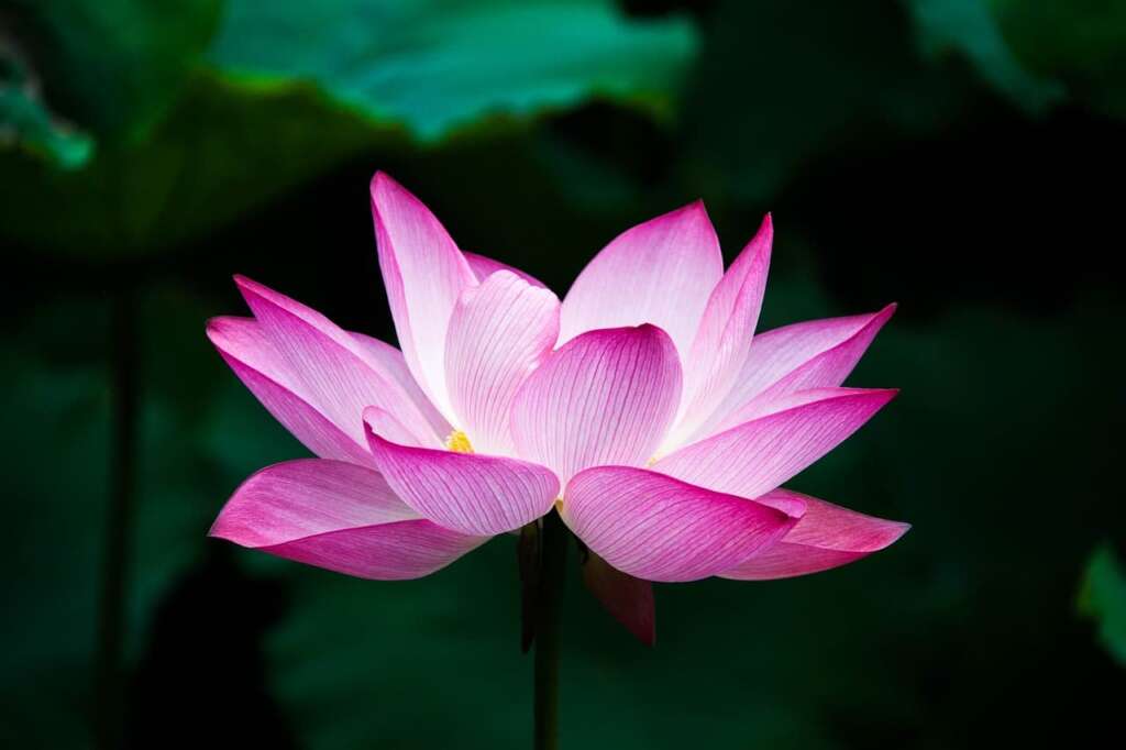 pink lotus opening up as a symbol of health